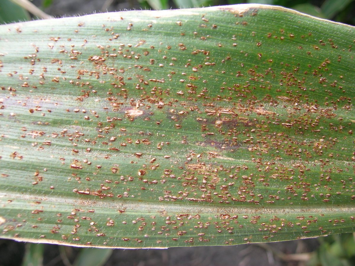 CropNetwork's tweet photo. 2026 Fungicide Efficacy for Control of Corn Foliar Diseases available at: https://t.co/gcGmy89UIR. 

Based on multi-year research across corn-producing states. From Extension.

@cropdoc08 @DaisyHAhumada @baldpathologist @txextension @ccecornell @MandyBish1 @BorisCamiletti @MartinChilvers1 @PACropDoc @UFPlantPath @MahDuffeck @travisfaske @NDSUExtension @tjcksn @TNplantDR @bobkemerait @PatePlantSci @VACoopExt @UMNExt @dsmuelle @CUESNews @rodrigobonofre @CFAES_OSU @ppp_trey @alisonrISU @alabamaED @maddishires @DTelenko @AlbertTenuta @YuanZeng3 @NationalCorn #AgX #farming #AgTwitter #corn #fungicides