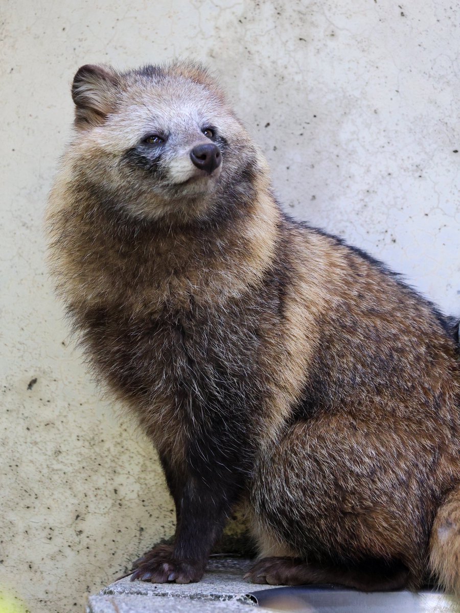 タヌキ File:Tanuki02 1050.jpg - Wikimedia Commons
