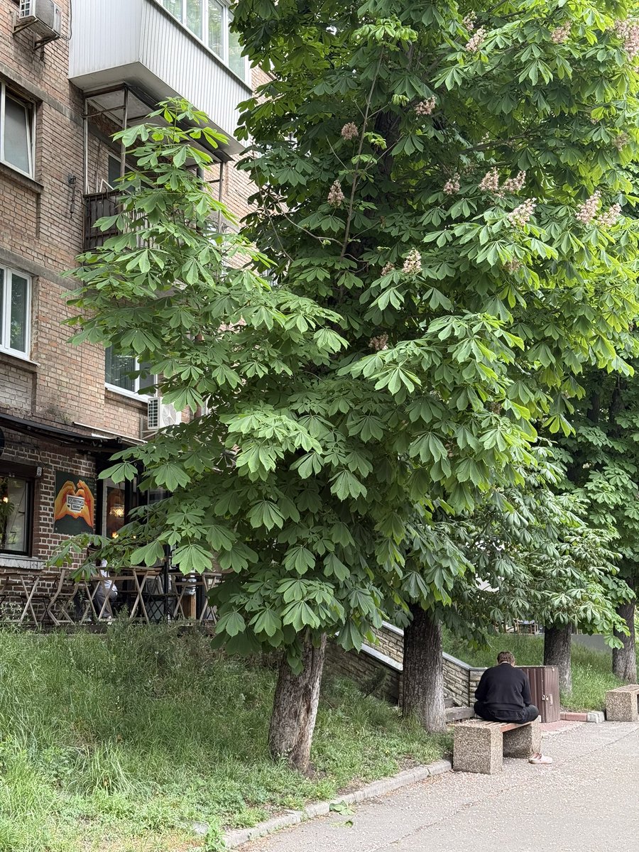 tse_pozhezha's tweet photo. Літка під каштанами це балдьож) https://t.co/eAryYJk3VH