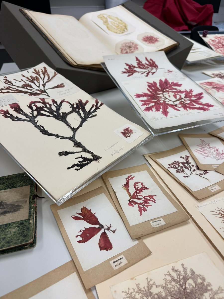 Cambridge University Herbarium (CGE) tweet media