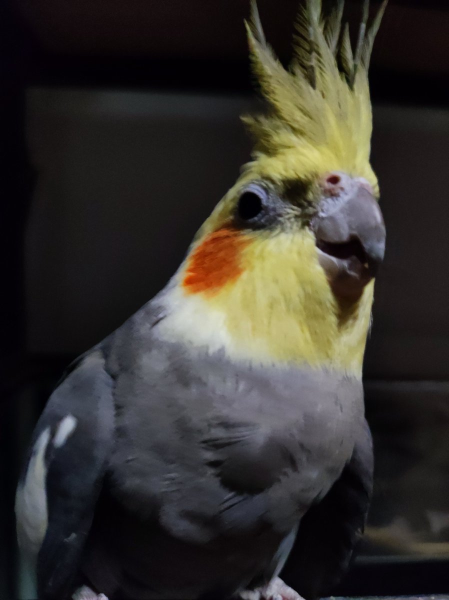 わったん tweet media