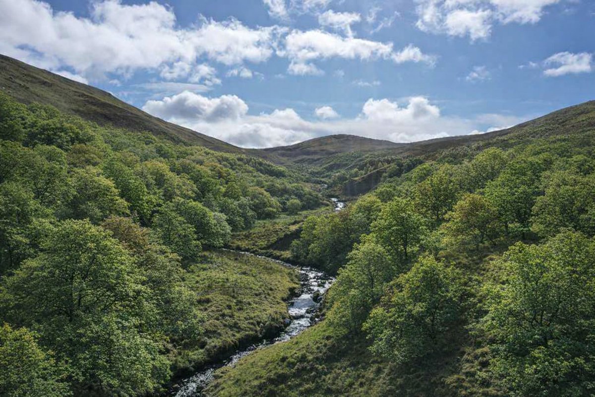 LifeWader's tweet photo. Celebrating 95,000 trees planted by @tweed_forum hitting project target 64ha native riparian woodlands to  improve water quality of the River Tweed buffering 8km of watercourse. Thanks Keith, Treeline Scotland @ForestryLS  @LIFEprogramme #RiparianWoodlands #Ecologicalrestoration https://t.co/aAXugDDopy
