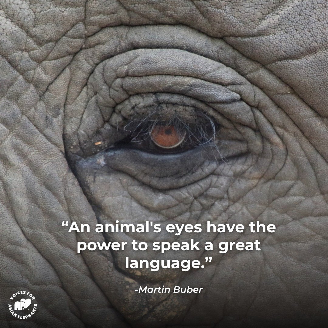 Voices for Asian Elephants (VFAE) ๐ tweet media