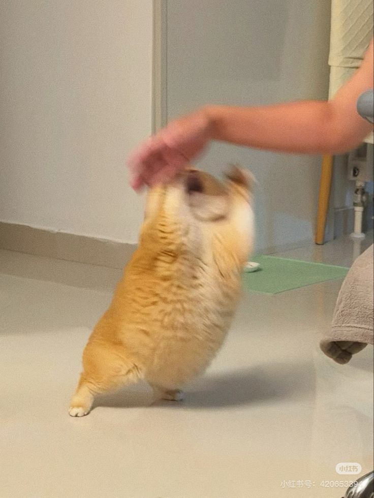 Cats all the way tweet media