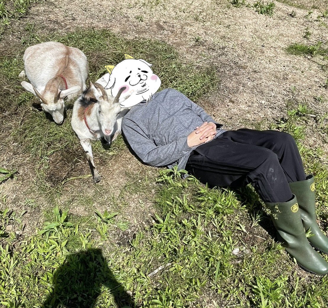 あおりヤギ🐐。。 tweet media