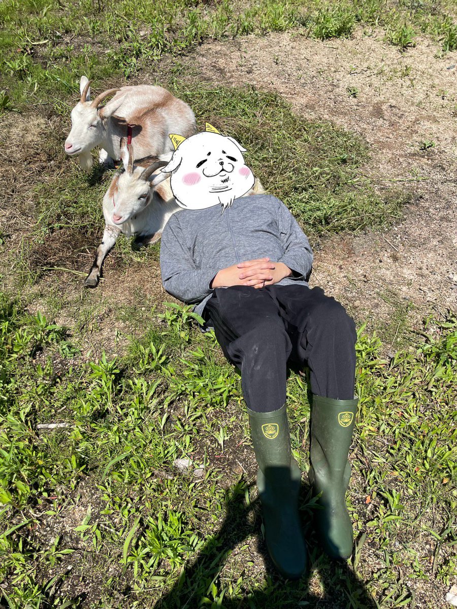 あおりヤギ🐐。。 tweet media