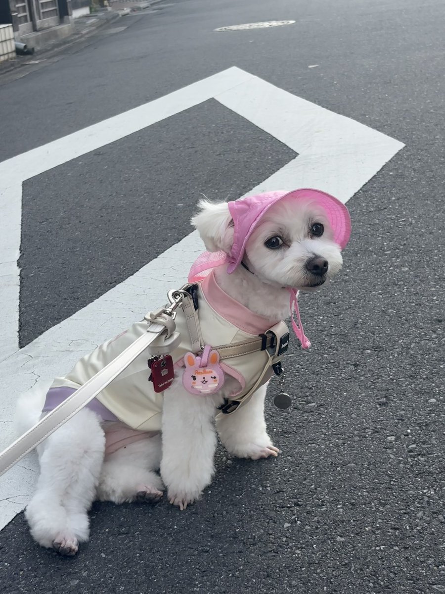 yumechan-mama tweet media