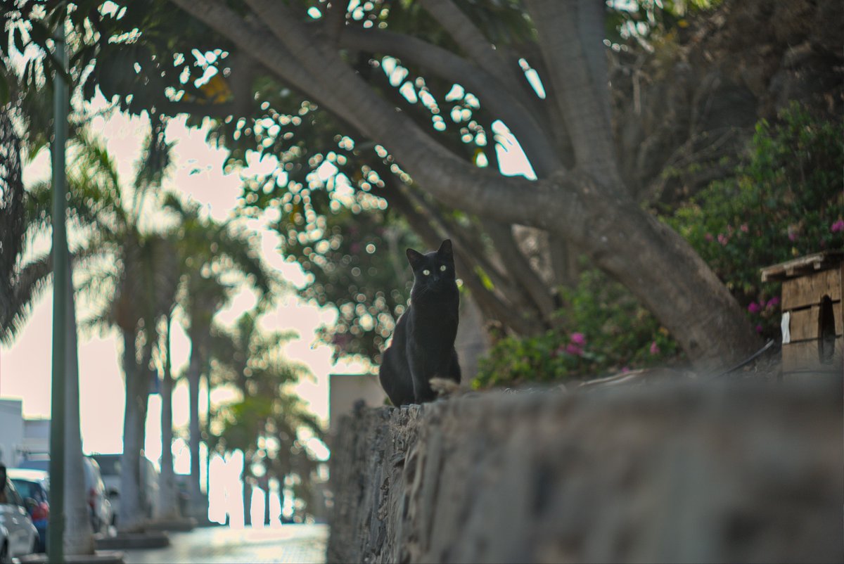 Mandelrot's tweet photo. He sacado tantas fotos de gatos en mis paseos callejeros que es difícil elegir cuatro favoritas. https://t.co/Fynz3YIDfP
