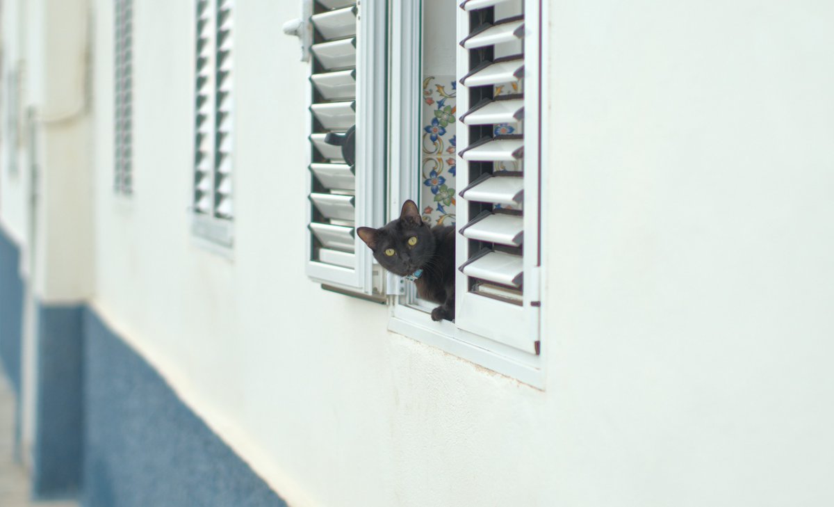 Mandelrot's tweet photo. He sacado tantas fotos de gatos en mis paseos callejeros que es difícil elegir cuatro favoritas. https://t.co/Fynz3YIDfP