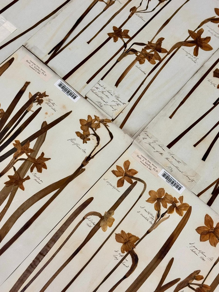 Cambridge University Herbarium (CGE) tweet media