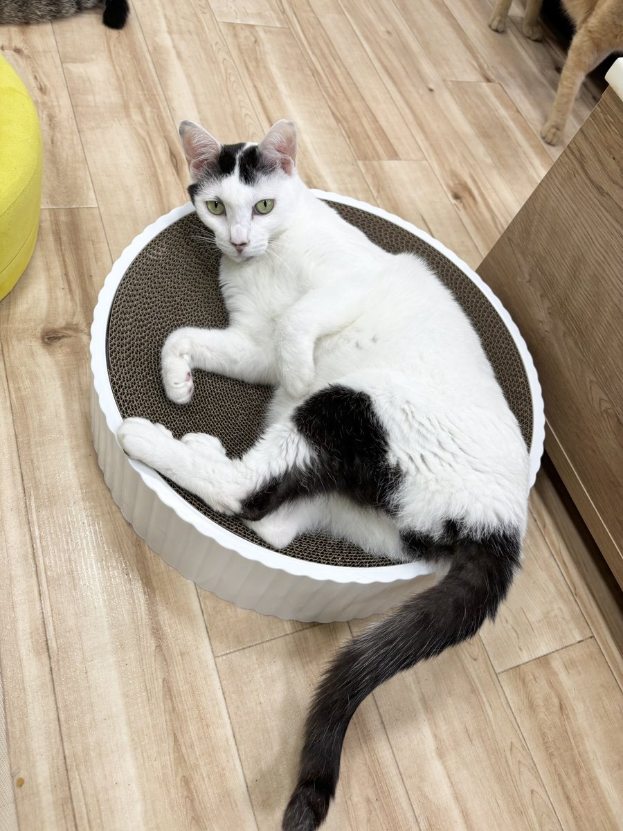 🌸お知らせ🌸 トミちゃん、にゃんずはうすのスタッフ猫として過ごして