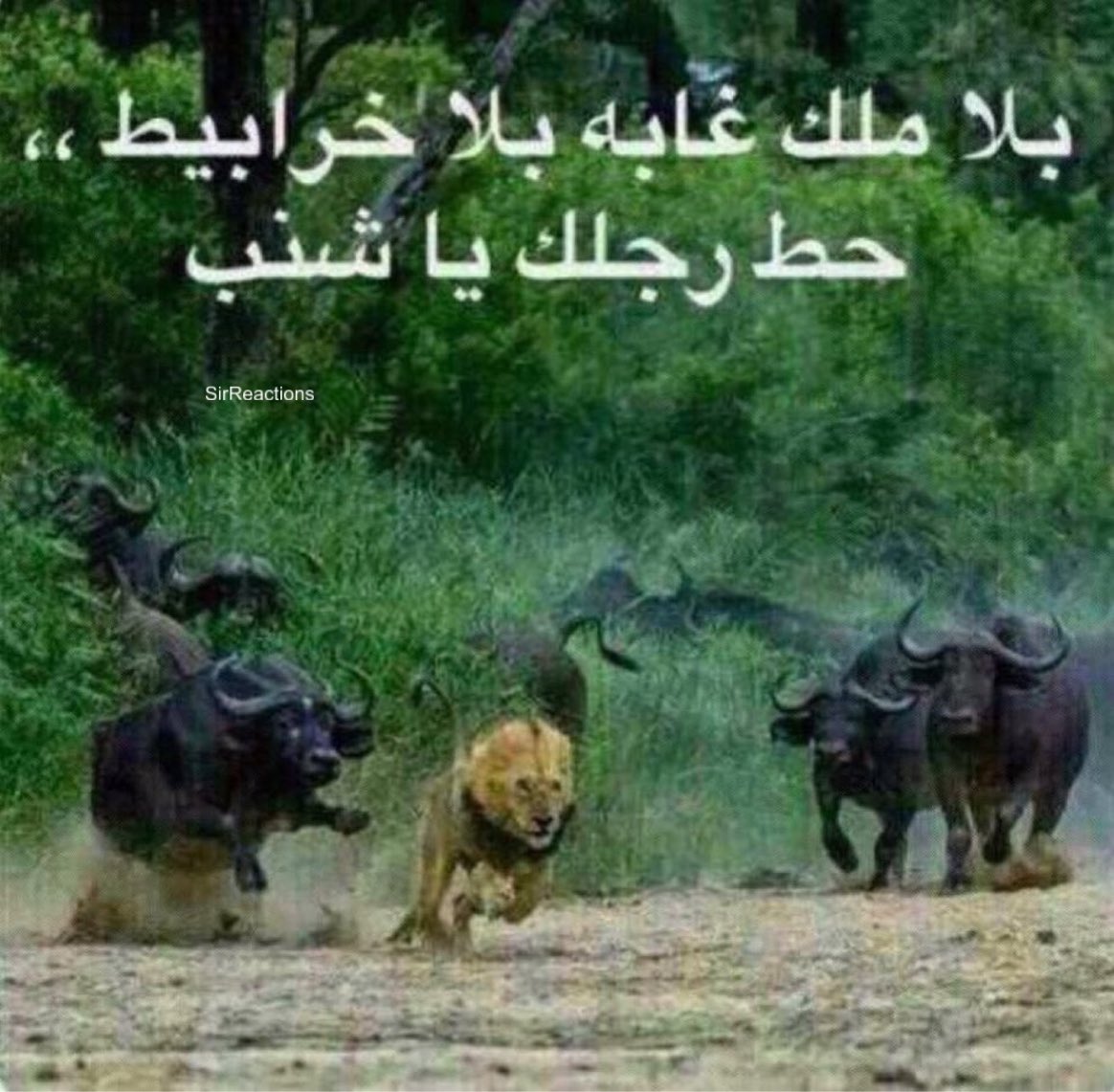 Yusef tweet media