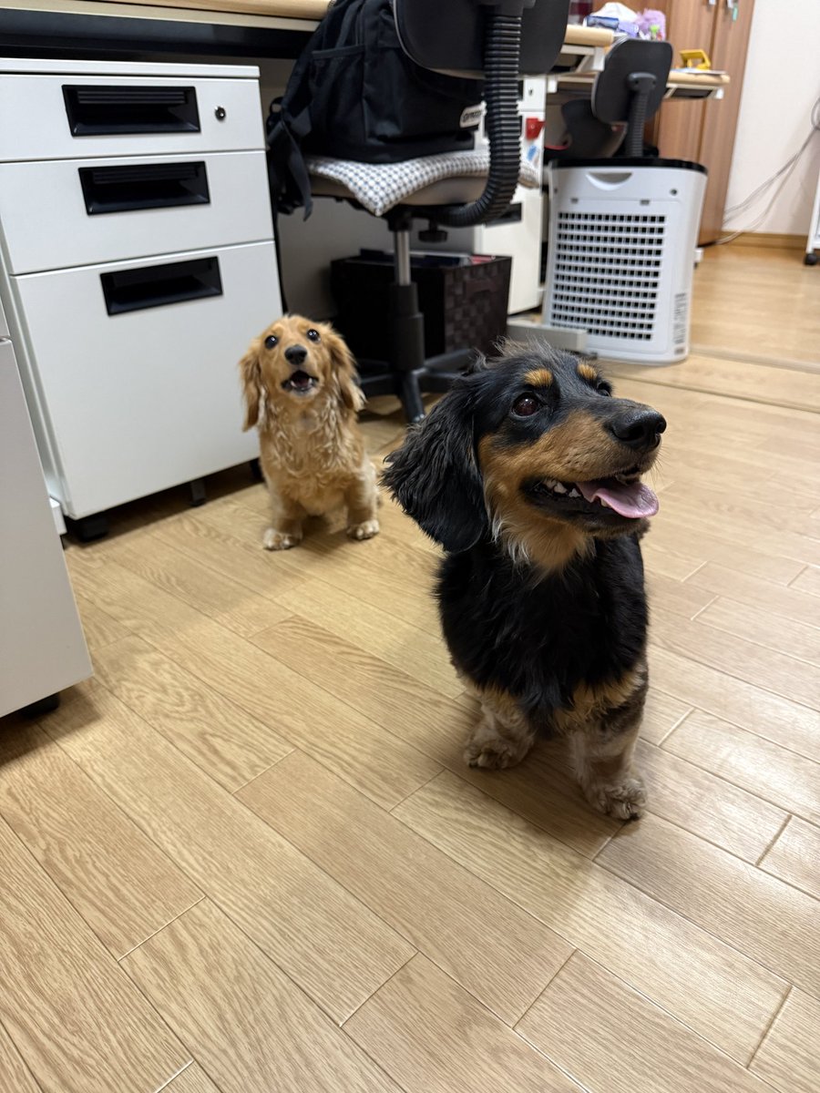 belltterxx's tweet photo. 先週1週間、長野の🐕実家犬ぽぽちゃんをお預かり。日曜日に🚄長野へ帰りました。
良い子で看板犬のお手伝いができました🙋‍♀️また来てね🐕
#ダックスフンド
#ミニチュアダックスフンド
#ミニチュアダックス
#トゥクトゥク犬
#ウルベルシスターズ
#ダックス https://t.co/LabZgKzhNO