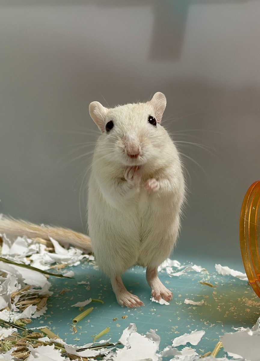 すなガジェ tweet media