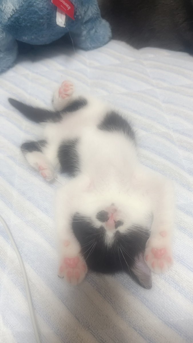 ぽち🐱🍼 tweet media