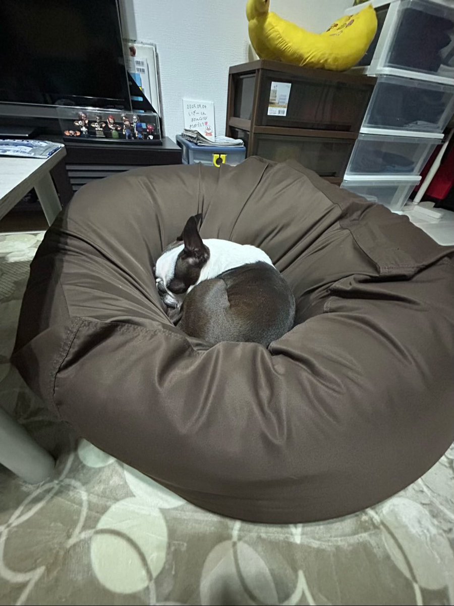 ボストンテリアのいぎーくん🐶✨️ tweet media