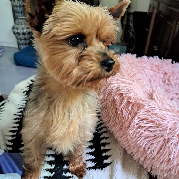 BRINDILLE851's tweet photo. York à adopter ou trouver perdu
Nathalie Loriot ·Admin
Ptg une bonne famille
Lesptitscoeurs
 Uma, femelle yorkshire, 3 ans
Uma est une dynamique petite chienne, qui cherche son humain bien à elle !  Elle est très attachante, malgré un petit caractère bien affirmé...  Curieuse et vive, elle veut maintenant découvrir le monde Une petite place sur le canapé contre vous saura la satisfaire pleinement, avec bien sûr des caresses à volonté 
 Elle a besoin d'un jardin parfaitement clôturé et sécurisé
 L'acquisition de la marche en laisse est à poursuivre avec douceur
 Si elle est seule avec toute l'attention portée sur elle, elle sera comblée 
 Elle est téméraire et aura besoin d'être guidée et accompagnée avec douceur mais fermeté. Elle adore les humains, et est très câline !
 Ecrivez-nous seulement après avoir pris connaissance des conditions d'adoption de l'association :
 https://t.co/XGtlFVZgJh
 Si celles-ci vous conviennent vous pouvez compléter le formulaire pour adoption :
 https://t.co/Gz3M491ovH
 Adoption dans toute la France, à condition de venir la chercher dans les alentours d'Aix-en-Provence, pas de co-voiturage.
Comme tous les p'tits cœurs, elle partira :
 identifiée
 vaccinée
 vermifugée et déparasitée
 stérilisée
Les frais d'adoption sont de 390€ et correspondent à une participation aux frais vétérinaires.
A vos formulaires