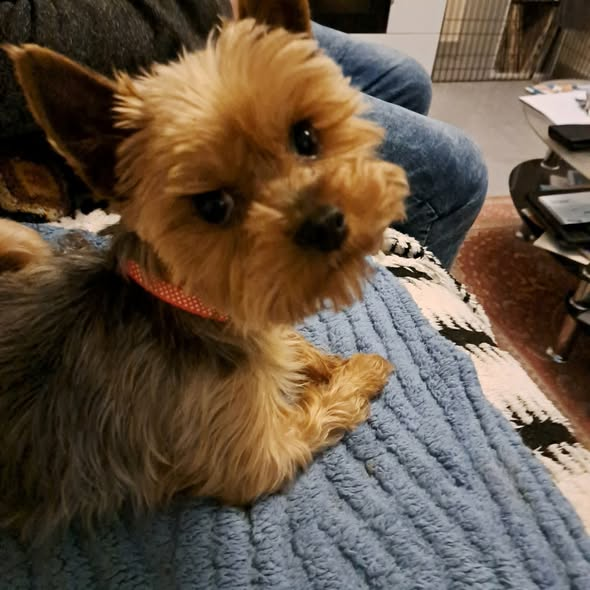 BRINDILLE851's tweet photo. York à adopter ou trouver perdu
Nathalie Loriot ·Admin
Ptg une bonne famille
Lesptitscoeurs
 Uma, femelle yorkshire, 3 ans
Uma est une dynamique petite chienne, qui cherche son humain bien à elle !  Elle est très attachante, malgré un petit caractère bien affirmé...  Curieuse et vive, elle veut maintenant découvrir le monde Une petite place sur le canapé contre vous saura la satisfaire pleinement, avec bien sûr des caresses à volonté 
 Elle a besoin d'un jardin parfaitement clôturé et sécurisé
 L'acquisition de la marche en laisse est à poursuivre avec douceur
 Si elle est seule avec toute l'attention portée sur elle, elle sera comblée 
 Elle est téméraire et aura besoin d'être guidée et accompagnée avec douceur mais fermeté. Elle adore les humains, et est très câline !
 Ecrivez-nous seulement après avoir pris connaissance des conditions d'adoption de l'association :
 https://t.co/XGtlFVZgJh
 Si celles-ci vous conviennent vous pouvez compléter le formulaire pour adoption :
 https://t.co/Gz3M491ovH
 Adoption dans toute la France, à condition de venir la chercher dans les alentours d'Aix-en-Provence, pas de co-voiturage.
Comme tous les p'tits cœurs, elle partira :
 identifiée
 vaccinée
 vermifugée et déparasitée
 stérilisée
Les frais d'adoption sont de 390€ et correspondent à une participation aux frais vétérinaires.
A vos formulaires