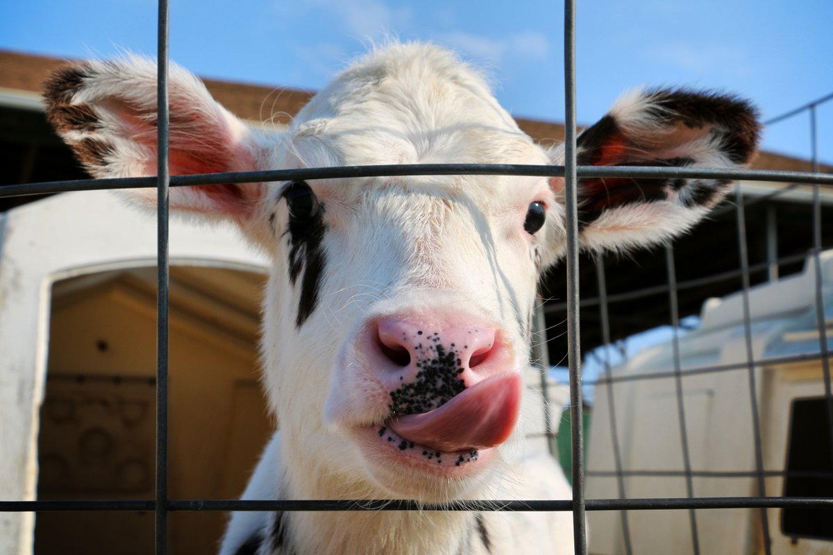 FCEast's tweet photo. This curious calf is ready for breakfast! Bryn Souza of Waterford, Conn., took this photo, featured in our 2026 Agricultural Views calendar. Submit your ag, fishing and forestry photos at https://t.co/atTS4eNALc for the chance to be featured in 2027! #AgriculturalViews https://t.co/4RO0J03jLq