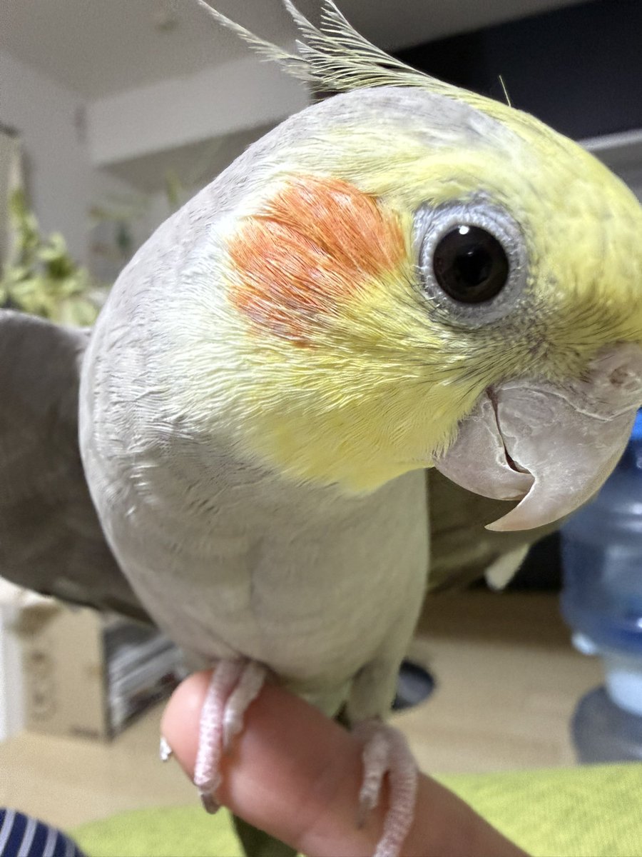 wings74127's tweet photo. #これを見た人は横顔の画像を貼れ
#オカメインコ #Cockatiel https://t.co/XU5ib19RNg