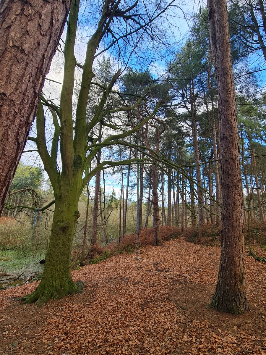 Blade_Runner54's tweet photo. My latest VanLife trip adventure 🚐 who wants to join me on the next one?Lost in nature and the woods.. 🏞🏕🌲☀️
#nature #wildlife #vanlife #adventure #wildriver #camplife #BBQ https://t.co/a963nzR9Tt
