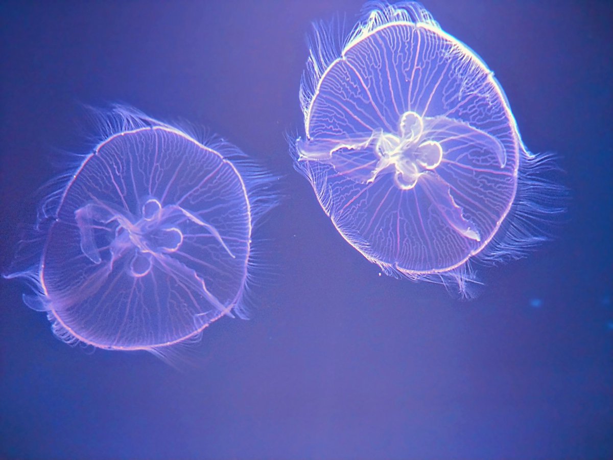 海月の丸メガネ。 ＃クラゲ ＃Xperia