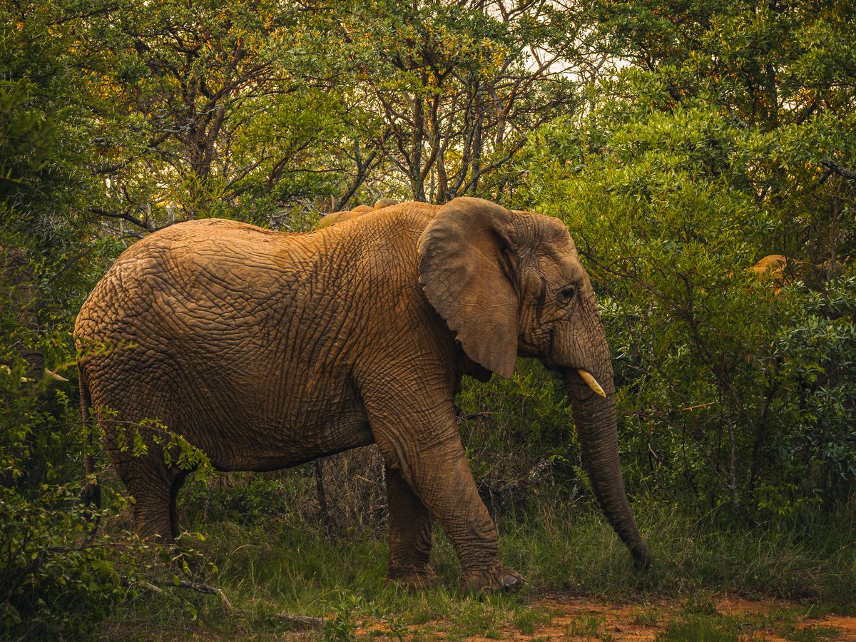 BuysXander's tweet photo. 2018-02 BushTime at Mabula: Photo Highlights - Part 1 https://t.co/rQz0HmQcbQ