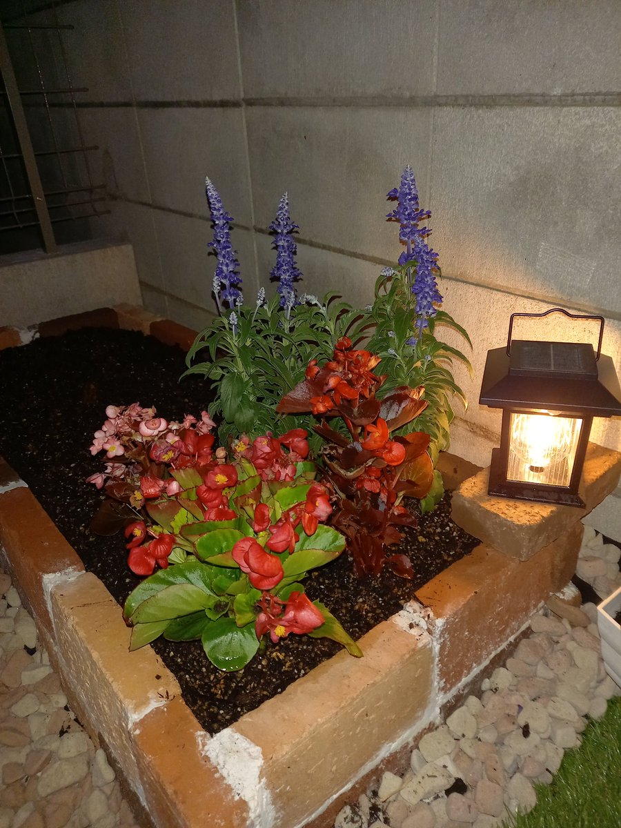 savnorth's tweet photo. 夕方から少しだけガーデンいじり
これからの夏に来るので、花種は夏花の入荷待ち

トレニアとペチュニア、ポーチェラカは定番

お洒落で外に置く葉物探し中

にゃんは心地よく寝ていて平和だ

今夜は
マグロしょうが焼き
ブロッコリーの塩昆布ゆかり和え→これオススメ
頂き物のソラマメ

#花 #ごはん https://t.co/KScbojPnLQ