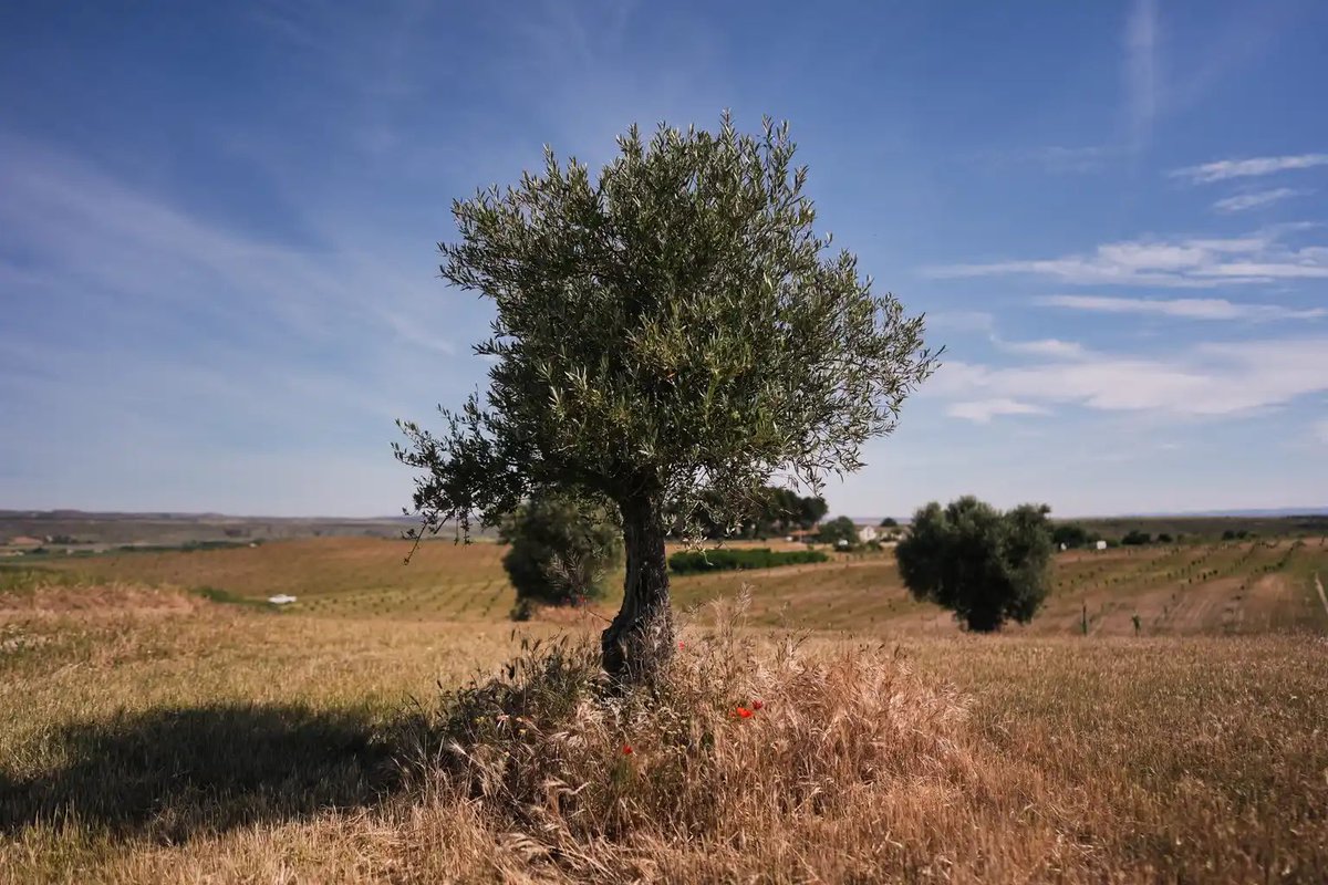Medio Ambiente | Comunidad de Madrid tweet media