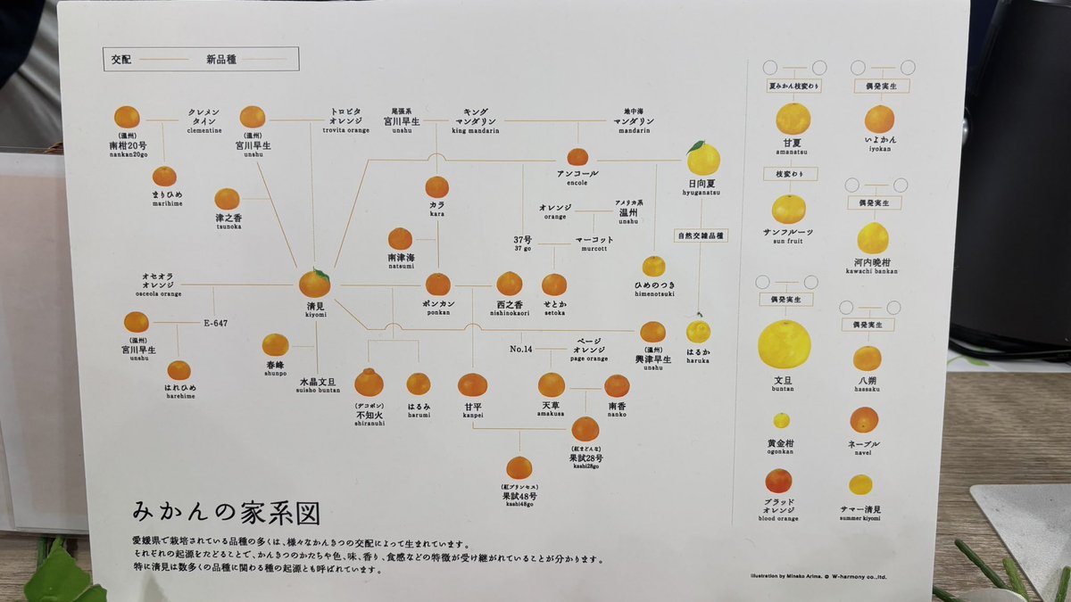 miharu121271733's tweet photo. #10FACTORY
#道後温泉
みなんの家系図を見ながら、飲んだり食べた事がない🍊がまだ沢山ある事を知りました👀ひとつひとつはけっこうお値段がするので、飲み比べセットは注文しやすく、ジェラートと合わせて道後温泉に来たら、まず立ち寄って欲しいくらいお勧めです✨ https://t.co/veYmJjfsa0