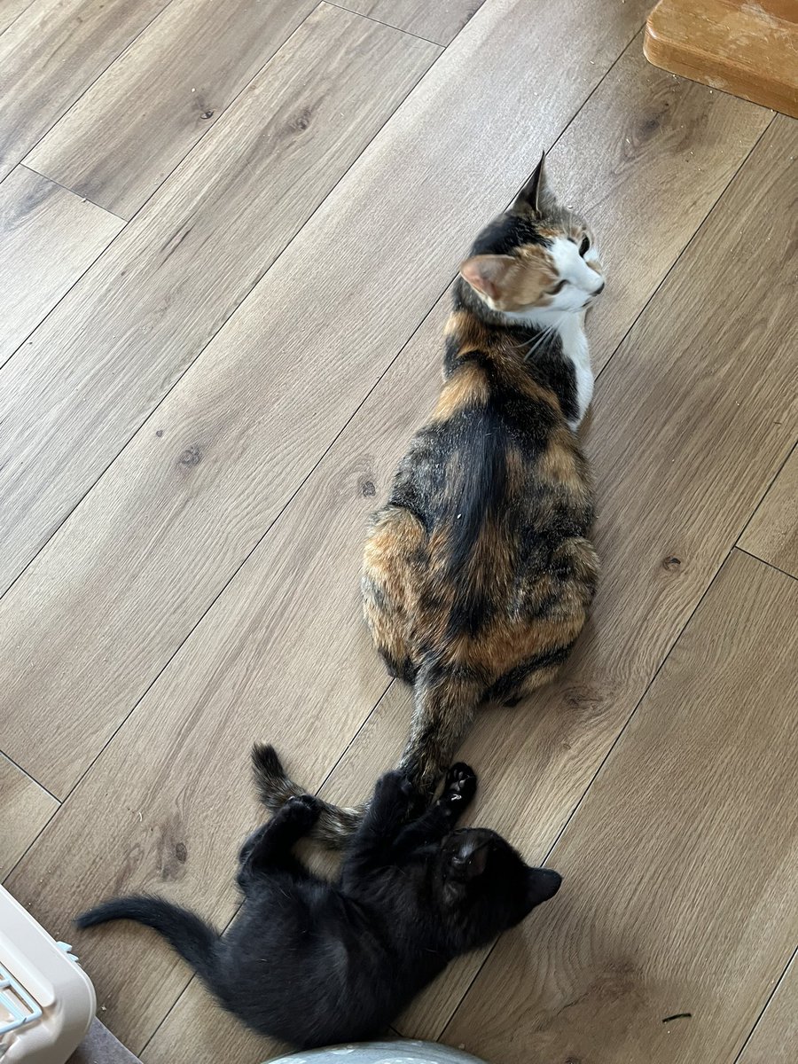 ままのしっぽであそぶ、かんたんなおしごと