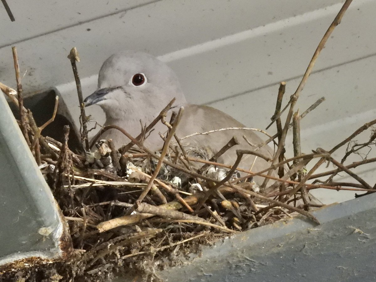 Palumbus_Pics's tweet photo. Collared dove sitting on it’s nest, I saw a squab in there too but you can’t see it in the picture. #collareddove #birds #naturephotography https://t.co/xtChUNyPhr