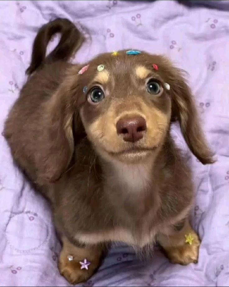 dogs so cute that could save the world tweet media