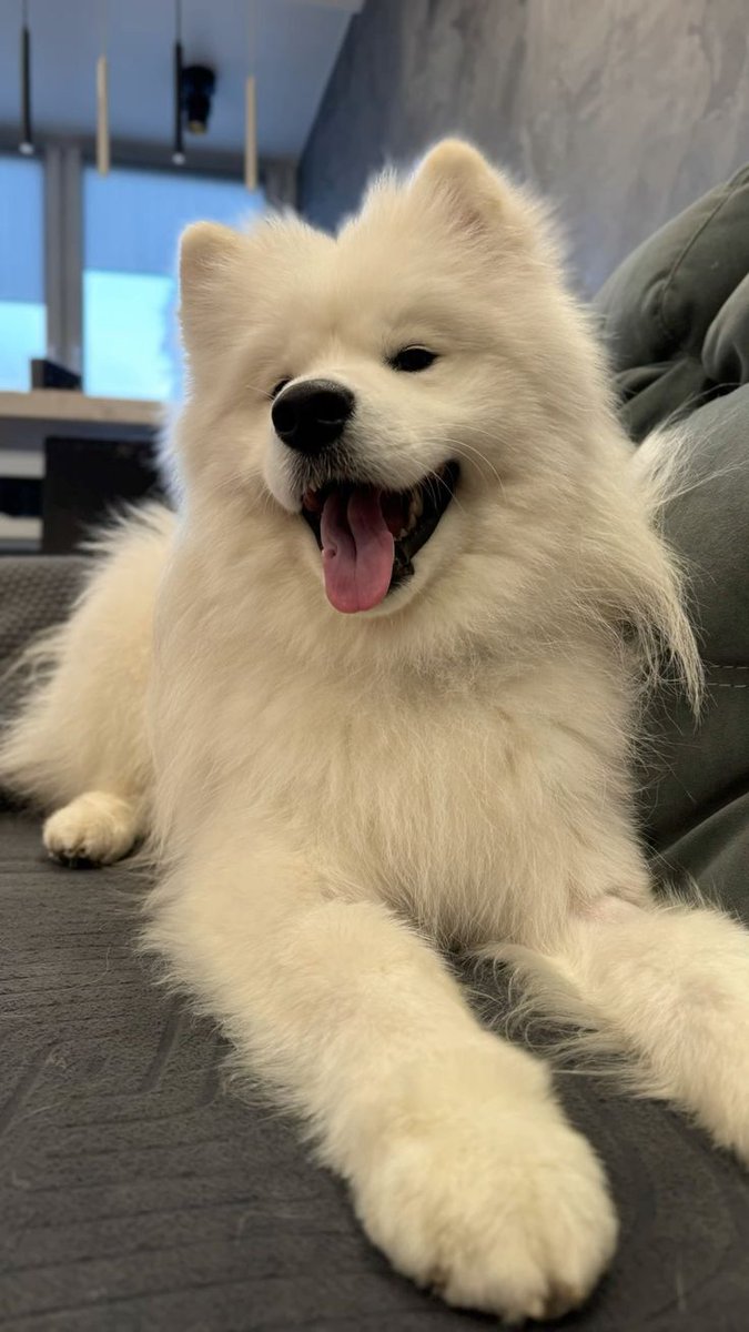 dogs so cute that could save the world tweet media