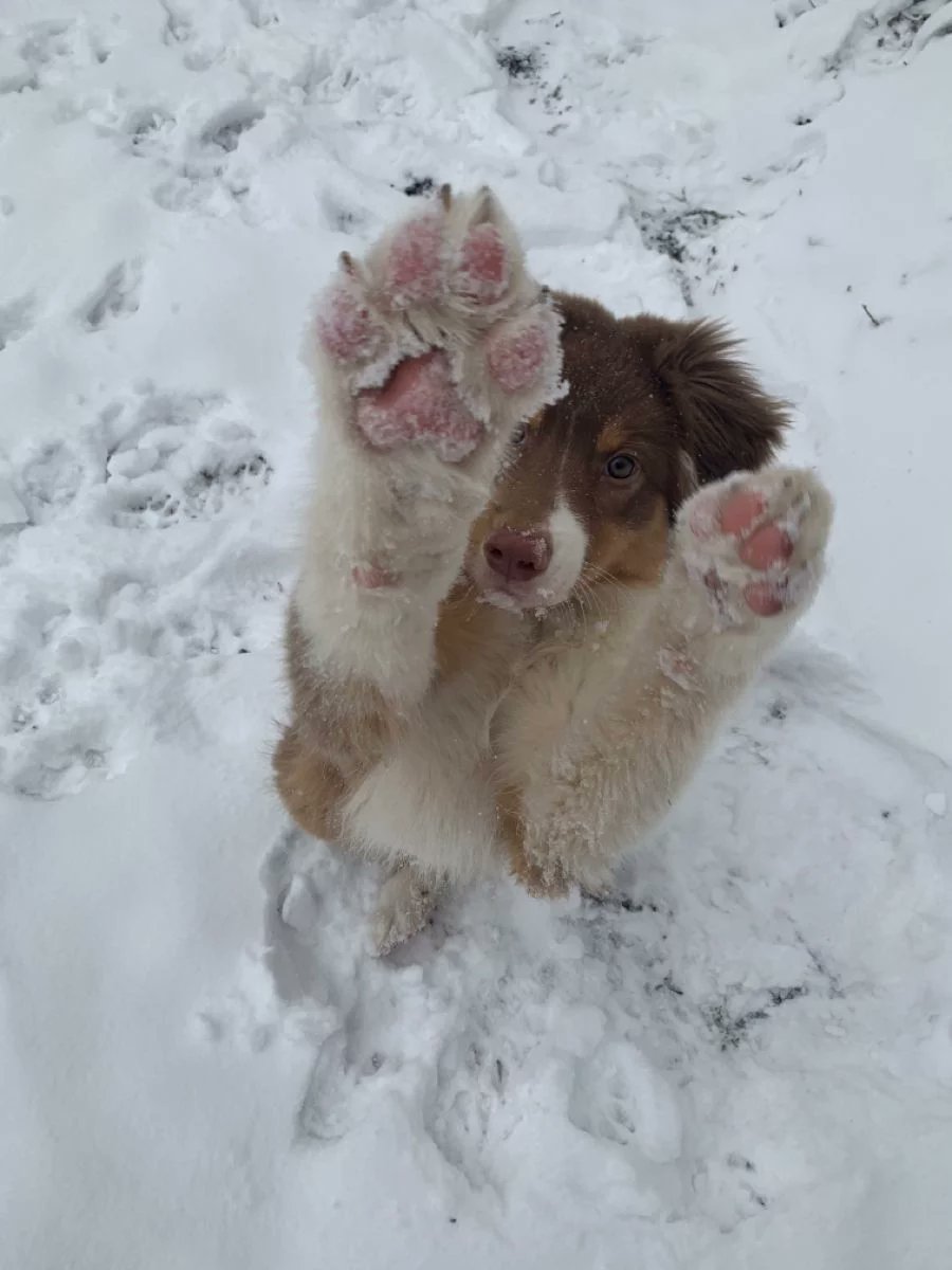 dogs so cute that could save the world tweet media