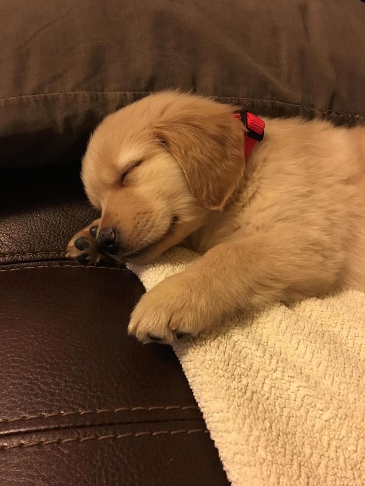 dogssaveworld's tweet photo. Nap time angel 🥹🐾 https://t.co/FfEGjeR4ow
