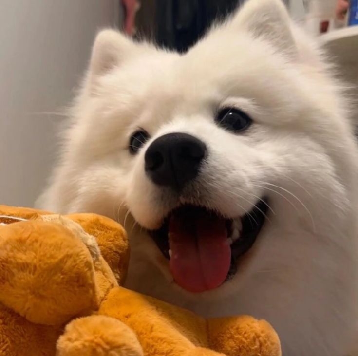 dogs so cute that could save the world tweet media