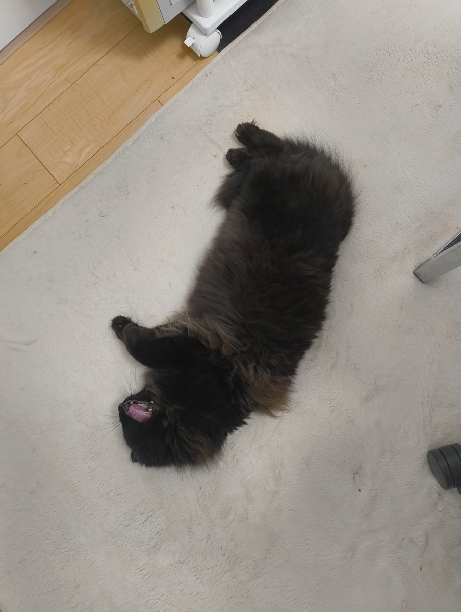 oiGun's tweet photo. 今日のPUMA https://t.co/jDiC98kVcP