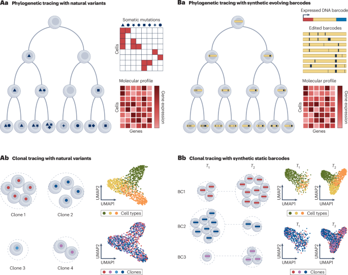 NatureRevGenet's tweet photo. New online! Computational approaches for multimodal lineage tracing https://t.co/YUi6FQ9Z9g https://t.co/BcdxkCCVob