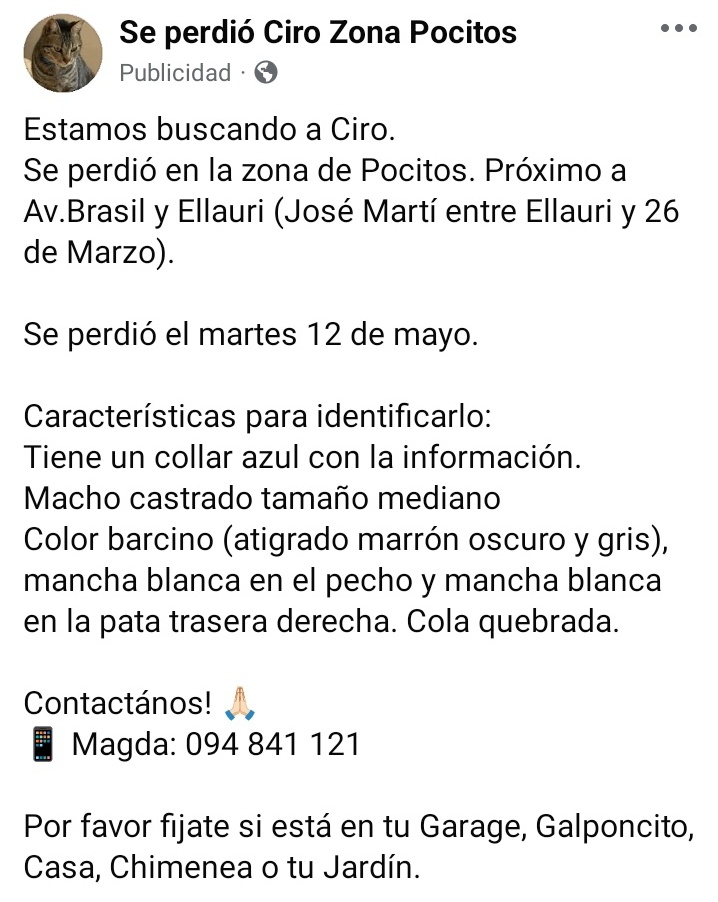 AltaFachaUy's tweet photo. #TwitterEsServicio 
Se perdió Ciro, gato atigrado en Pocitos. 
Zona Avda. Brasil y 26 de Marzo. https://t.co/sAcUh5PkhV