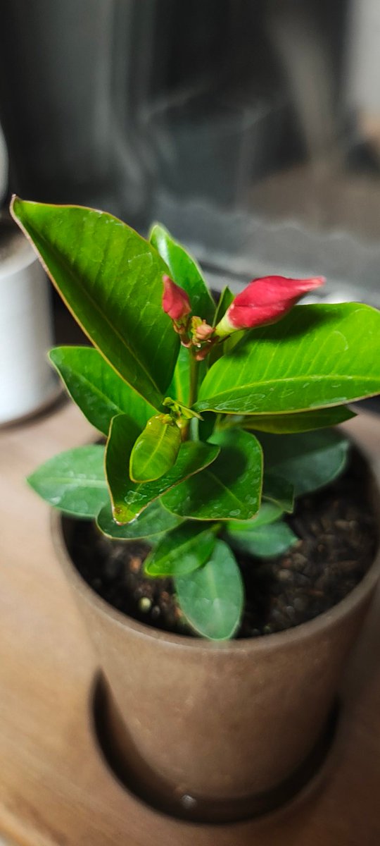 tunoya358's tweet photo. サンパラソルって観葉植物買いました😁咲くのが楽しみ！ https://t.co/57r4tzwb8o