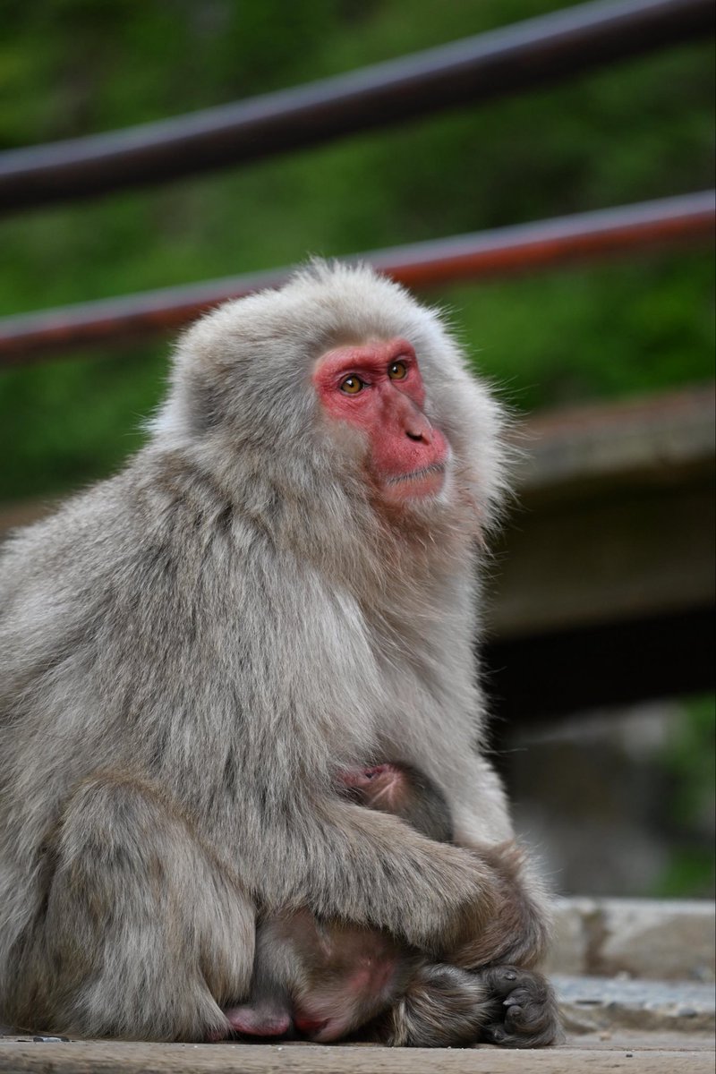 s_beniba's tweet photo. tokkuri00-14&amp;baby
お疲れ様な一日

#20260513 
#ニホンザル 
#snowmonkeypark
#tokkuri0014 https://t.co/g6zHj7oxAd