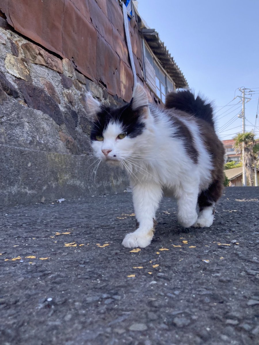 夕方の様子 集まってくれたいつもの顔ぶれ😸 #田代島 #tashirojima