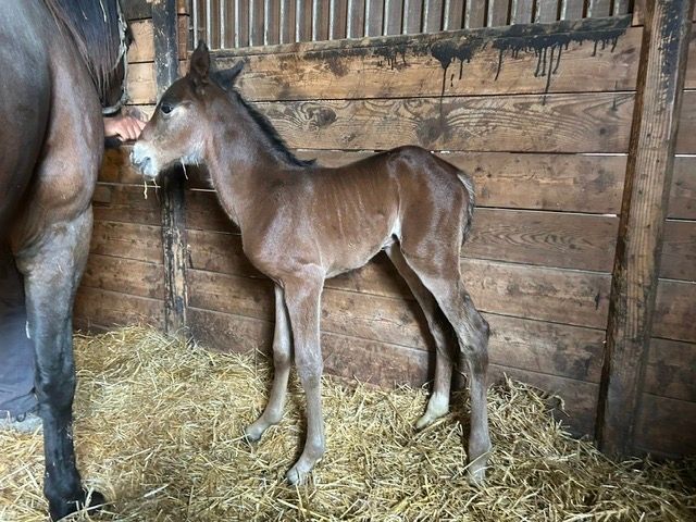 Blue Chip Farms tweet media
