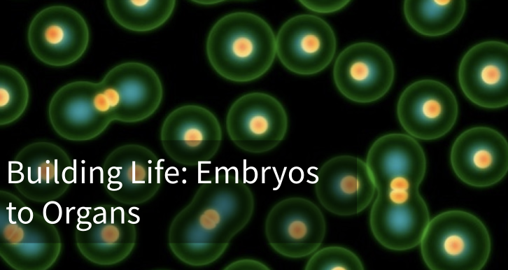 TheMilnerInst's tweet photo. 🧬 Fantastic that Milner colleague Dr Thomas Dennison will present at @PintOfScience’s event on 20 May!

🔬 “Organs in a Dish: Gene-editing human ‘mini-guts’ to study inflammatory bowel disease”

For more information and to register, visit: https://t.co/a0fFjBqSGO https://t.co/t4PwHKJypW