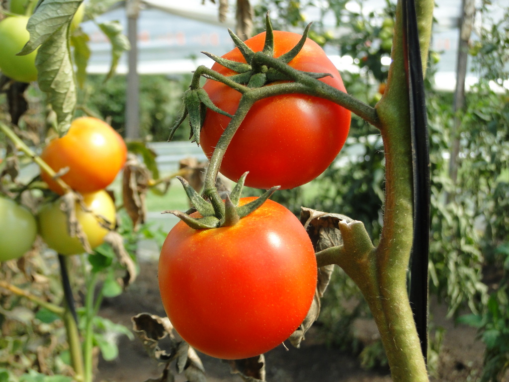 INTAInforma's tweet photo. Agentes biológicos: una alternativa para controlar los nematodos en cultivos hortícolas🍅

Un equipo de investigación del INTA Balcarce evalúa microorganismos nativos como alternativa biológica para reducir el impacto de los fitoparásitos.

👉🏼https://t.co/45x6Kg2KUd https://t.co/SGvk2YSEuY