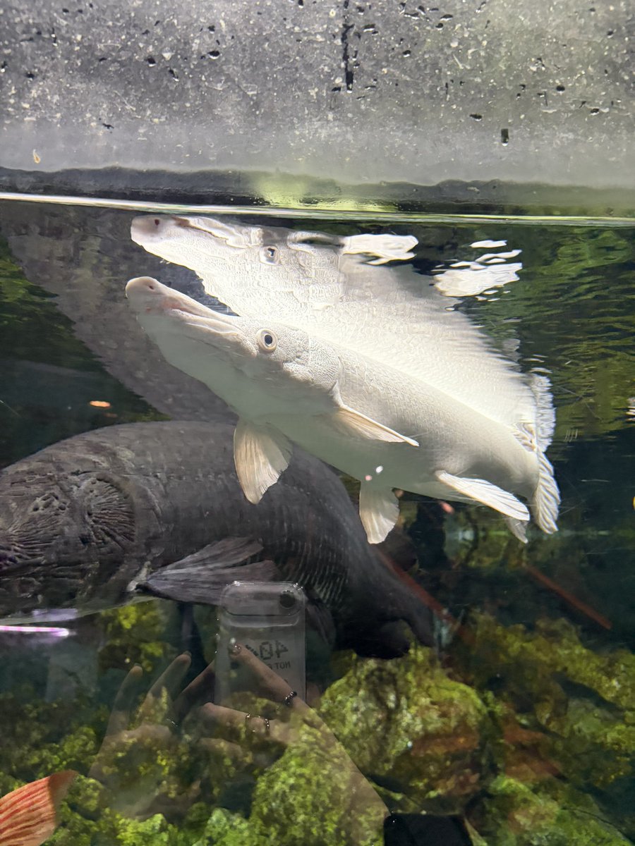 __tetoteto_'s tweet photo. DMMかりゆし水族館と
美ら海水族館にいきました https://t.co/3pfhzTEKMr