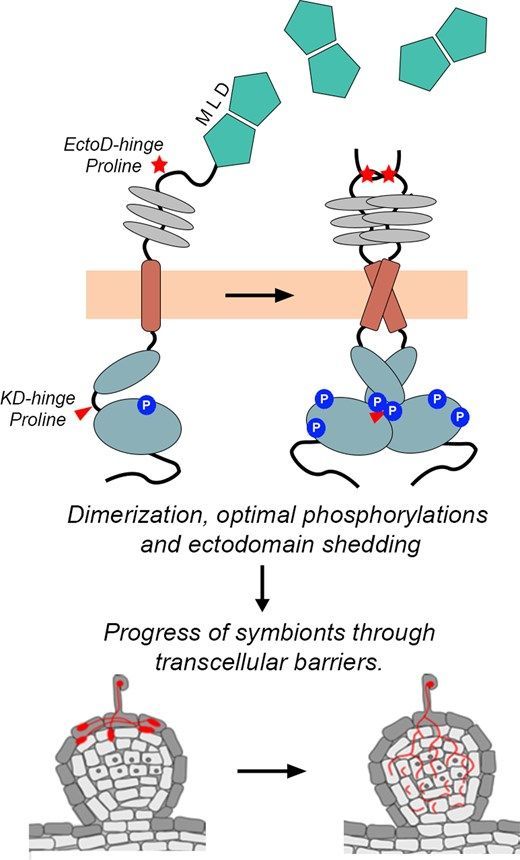 ThePlantCell's tweet photo. Conserved hinge regions in SYMRK enable release of malectin-like domain for symbiont passage during rhizobia-legume symbiosis  (Dipanjan Chakrabarti , Anindita Paul , Firoz Molla , et al) https://t.co/HkhxlqDg7T @dipanjanchakra1 @ASPB #PlantSci https://t.co/bWdn6NdV9J