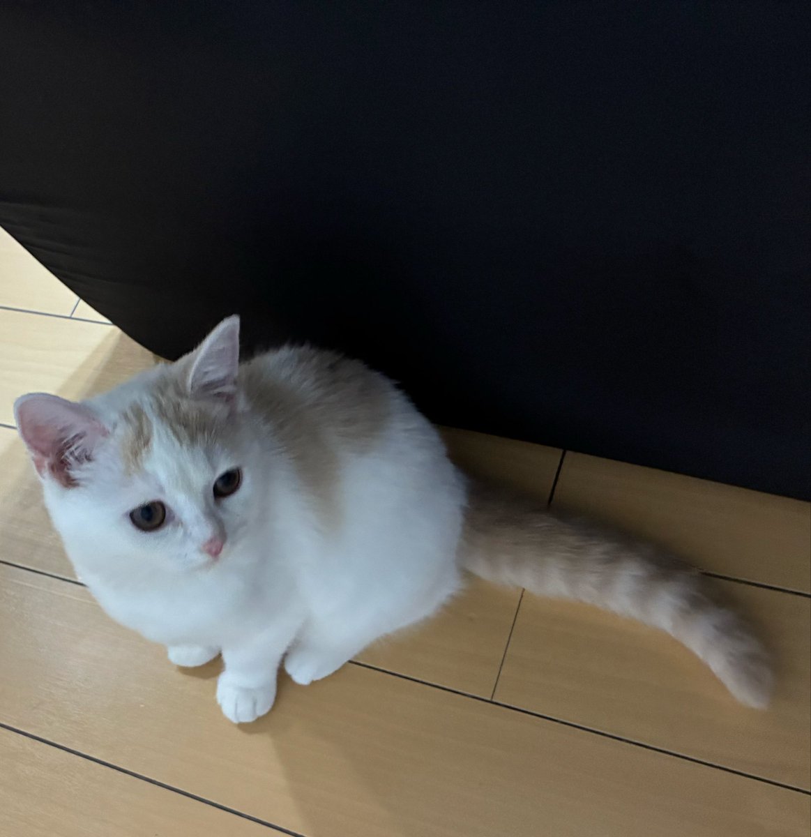 雛 tweet media