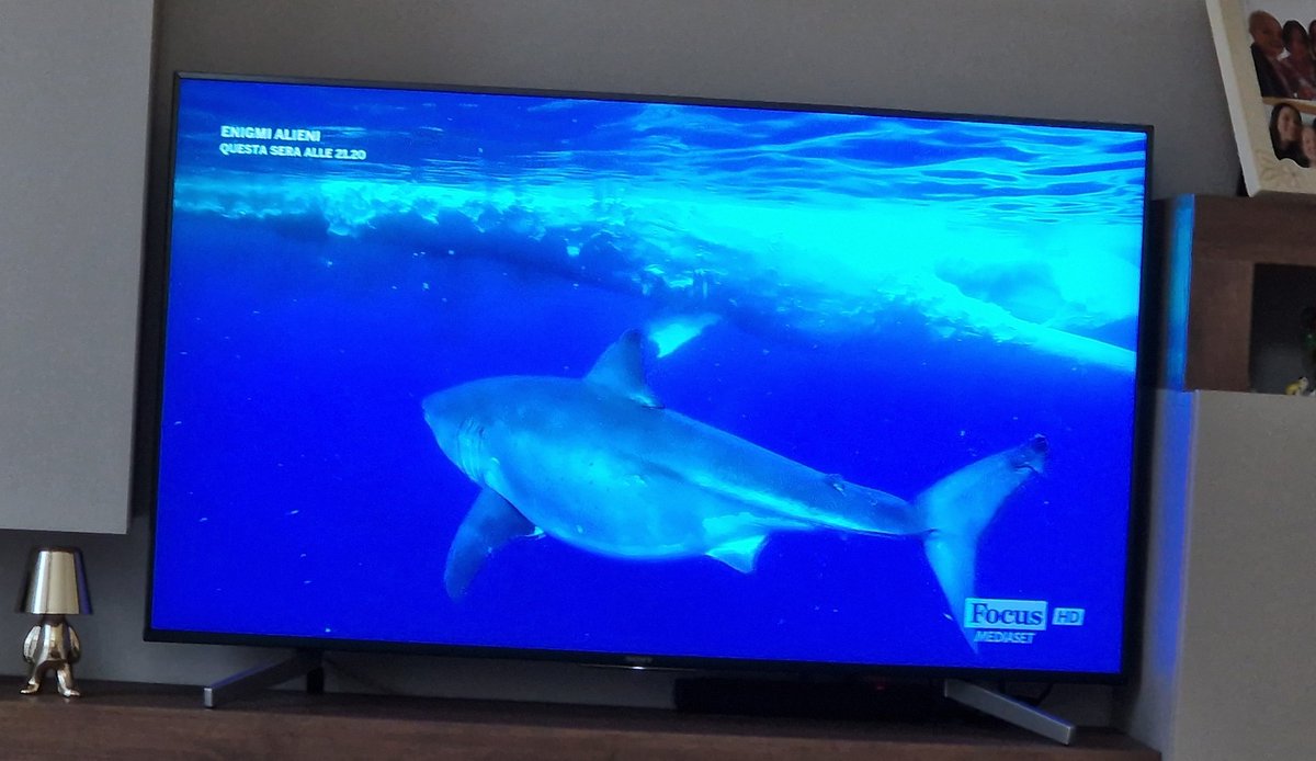 smilingPamPam's tweet photo. La cosa bella di #Babbo è la sua curiosità, quando si chiede il perché delle cose: oggi mi ha chiesto perché le carcasse delle balene rimangono a galla e perché gli squali non riescono a portarsele nei fondali e gli ho spiegato che nella decomposizione, che è una digestione ⤵️ https://t.co/rETBPaayFH